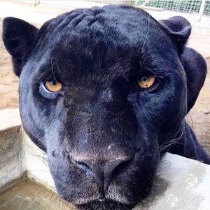 Meet your Posher, Desuan